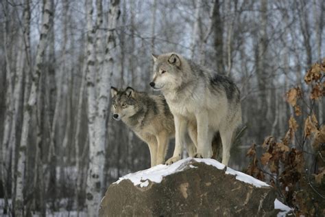 wolves in colorado 2022
